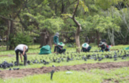 Blurred the Gardener staffs mobilize landscaping to the new design for the next season at natural park or  local private park, Thailandの写真素材