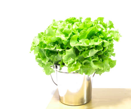 Green lettuce in aluminium pot , vegetable on white background, diet conceptの写真素材