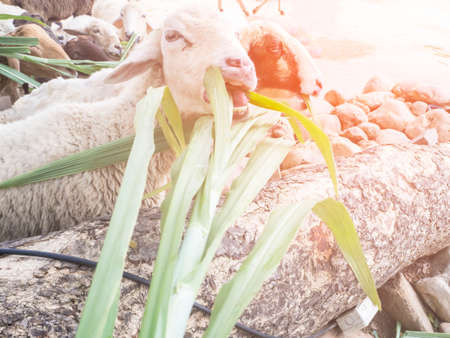 unfocus feeding grass to sheep in the farmの写真素材