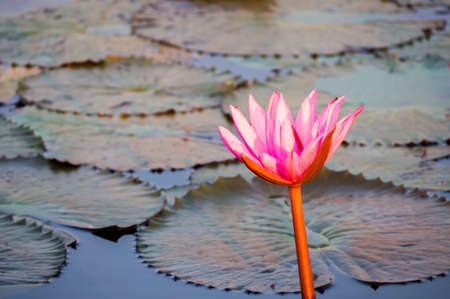 sea of pink lotus blossom blooming on the pond, north east of Thailandの写真素材