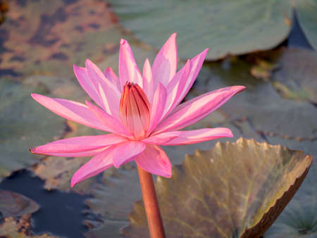 sea of pink lotus blossom blooming on the pond, north east of Thailandの写真素材