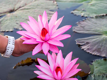sea of pink lotus blossom blooming on the pond, north east of Thailandの写真素材