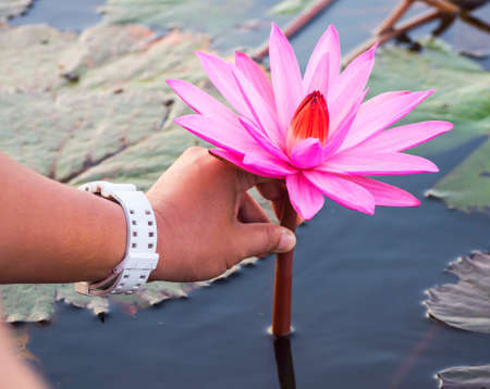 sea of pink lotus blossom blooming on the pond, north east of Thailandの写真素材