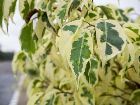 Water drop on green leaf freshness nature backgroundの写真素材