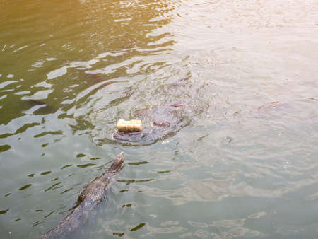 Hungry water monitor swimming to steal the bread from fishの写真素材