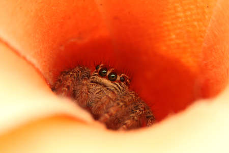 Little Spider on the leaf, macro conceptの写真素材