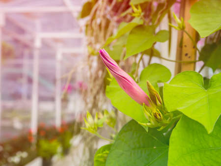 Pink Petunia flower will bloom beautifully, Scientific name : Petunia hybrid, Petunia grandifloraの写真素材