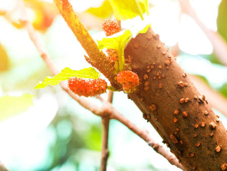 Young mulberry on the branch of mulberry treeの写真素材