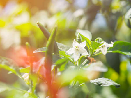 White chilli pepper flower on blurred backgroundの写真素材