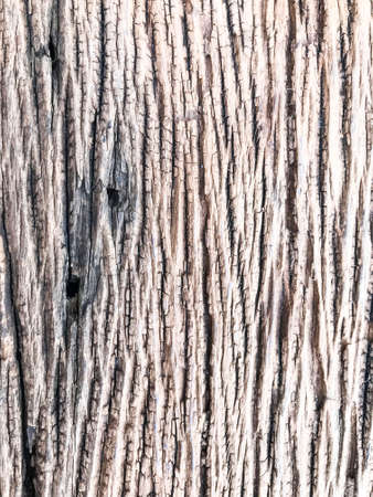 Old wood texture , design line surface of wooden floorの写真素材