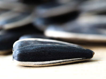 Macro of sunflower seed with blurred backagroundの写真素材