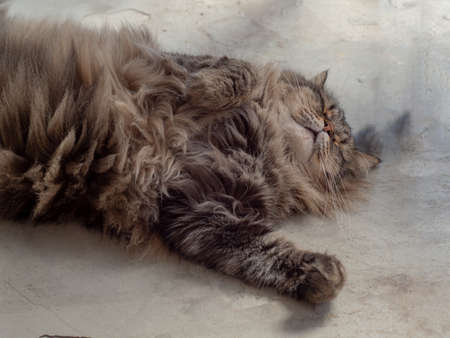 close up cat lying on the floorの写真素材