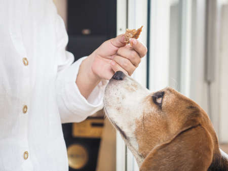 girl feeding cute beagle dog from her hand , love and care conceptの写真素材