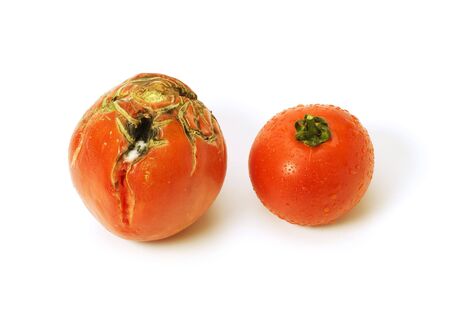 Bad and good tomatoes isolated on whiteの写真素材