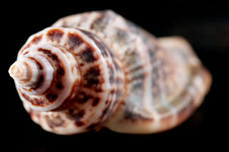 Sea shell isolated on pure black backgroundの写真素材