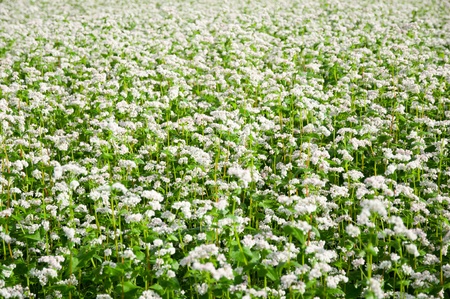 Green soba or buckwheat blooming field の写真素材