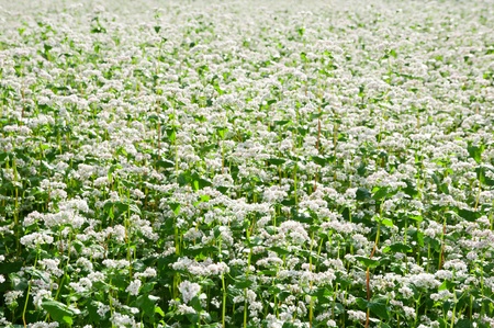 Green soba or buckwheat blooming field の写真素材