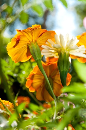 Close up on a Orange marigold flower in the summer.の写真素材