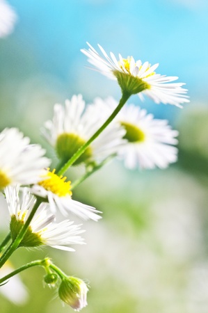 White chamomiles on summer meadow with blurred backgroundの写真素材