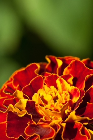 Close up on a Orange marigold flower in the summer.の写真素材