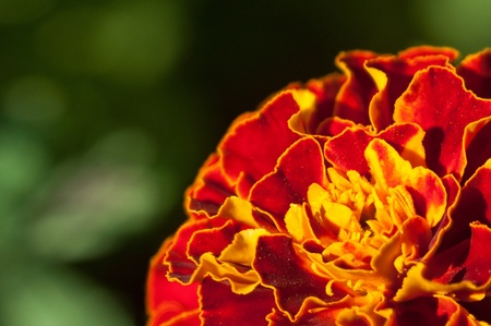 Close up on a Orange marigold flower in the summer.の写真素材
