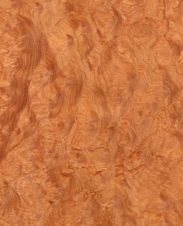 Texture of madrone s root  high-detailed wood texture series の写真素材