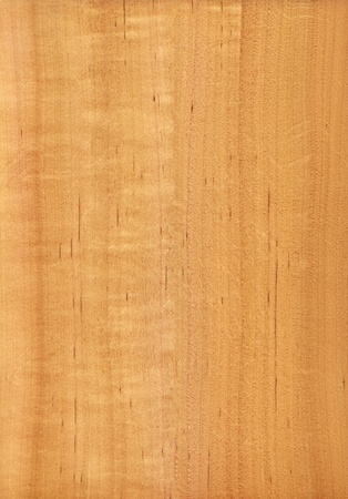 Texture of alder  high-detailed wood texture series の写真素材