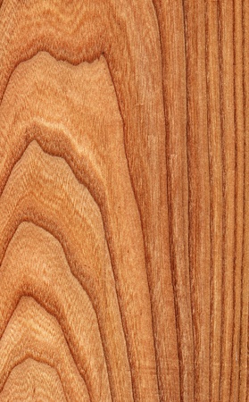 Texture of elm  high-detailed wood texture series の写真素材