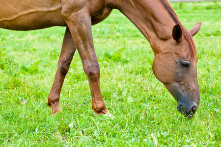 Horse eating grass in a meadowの写真素材