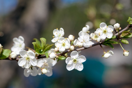 Flowering fruit trees in spring timeの写真素材