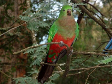 King Parrotの写真素材