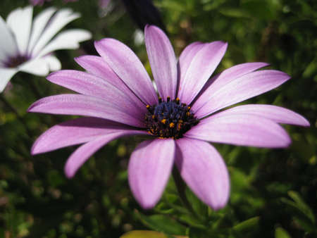 Flower 3