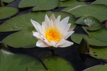 water lilyの写真素材