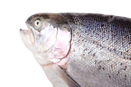 salmonの写真素材