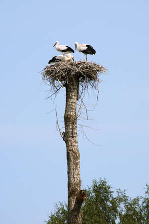 Family of storks in the nest against the blue skyの写真素材