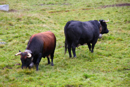 Swiss cow in a meadow of green grassの写真素材