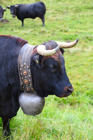 Swiss cow in a meadow of green grassの写真素材