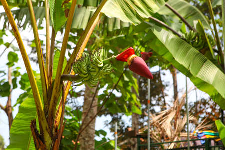 banana flower in the rainforestの写真素材