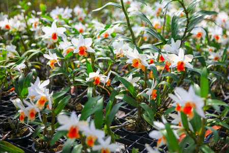 Orchid Garden in the greenhouse island Phuket Thailandの写真素材