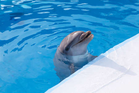 head a dolphin on background of the swimming pool waterの写真素材