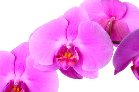orchid flowerの写真素材