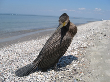 seabirdsの写真素材