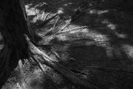 rootsの写真素材