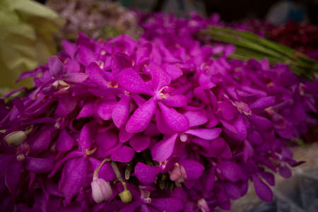 Orchidの写真素材