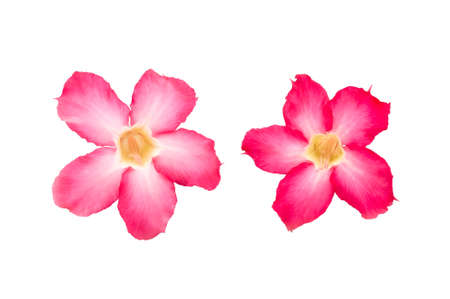 Impala Lily on isolated white background の写真素材