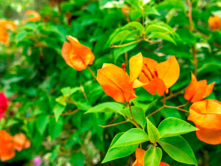 Bougainvilleaの写真素材