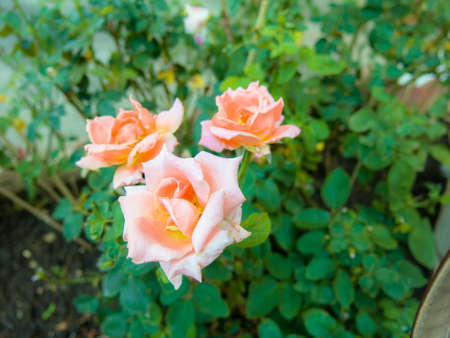 Beautiful pink roses in green backgroundの写真素材