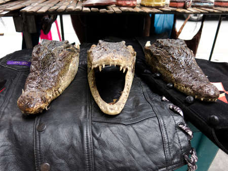 alligator head の写真素材