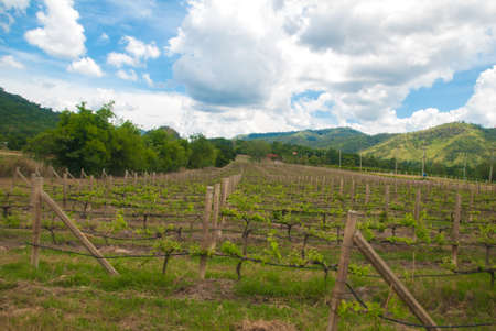 starting plant in summer on the beautifulの写真素材
