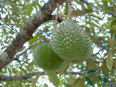Durian, King of Fruit on the treeの写真素材